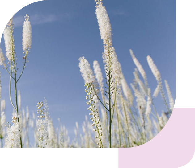 Nahaufnahme einer weißen Blüte. Im Hintergrund sind weitere weiße Blütenstände und ein blauer Himmel zu sehen, was auf ein Feld oder eine Wiese hindeutet.