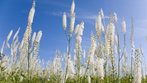 Das Bild zeigt ein Feld mit hohen, weißen, flauschigen Pflanzen vor einem strahlend blauen Himmel. Die Pflanzen haben lange, aufrechte Blütenstände.
